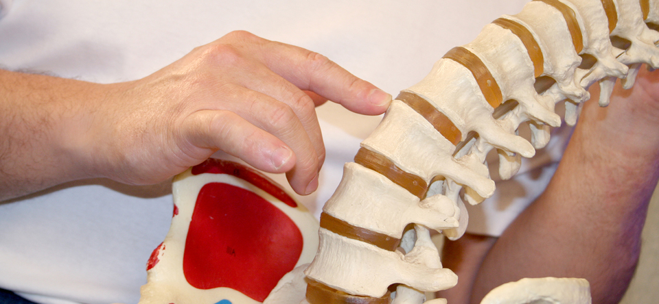 image of male hands holding a plastic model of a spine