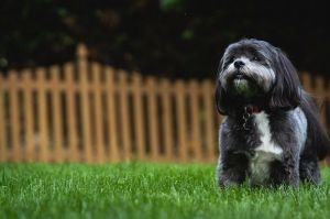 image of a small black and white dog in a yard with a brown fence
