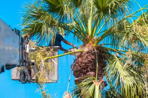 person in manlift cutting palm limbs