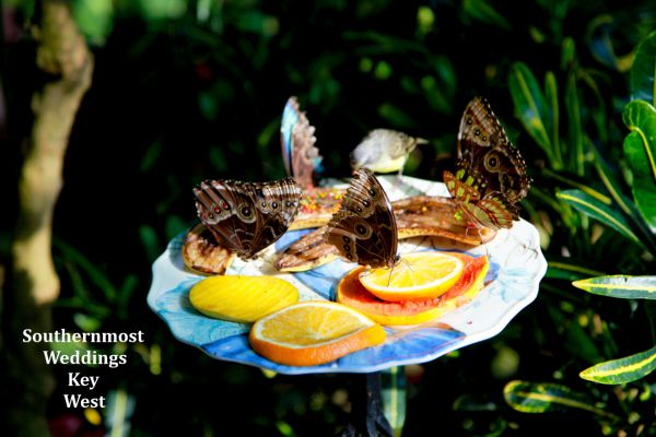 Butterflies gather around some food at the Key West Butterfly Museum, Image by Southernmost Weddings