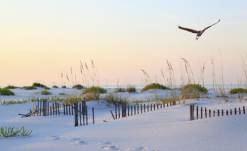 beach dunes with bird flying at sunset