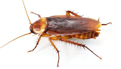 Cockroach