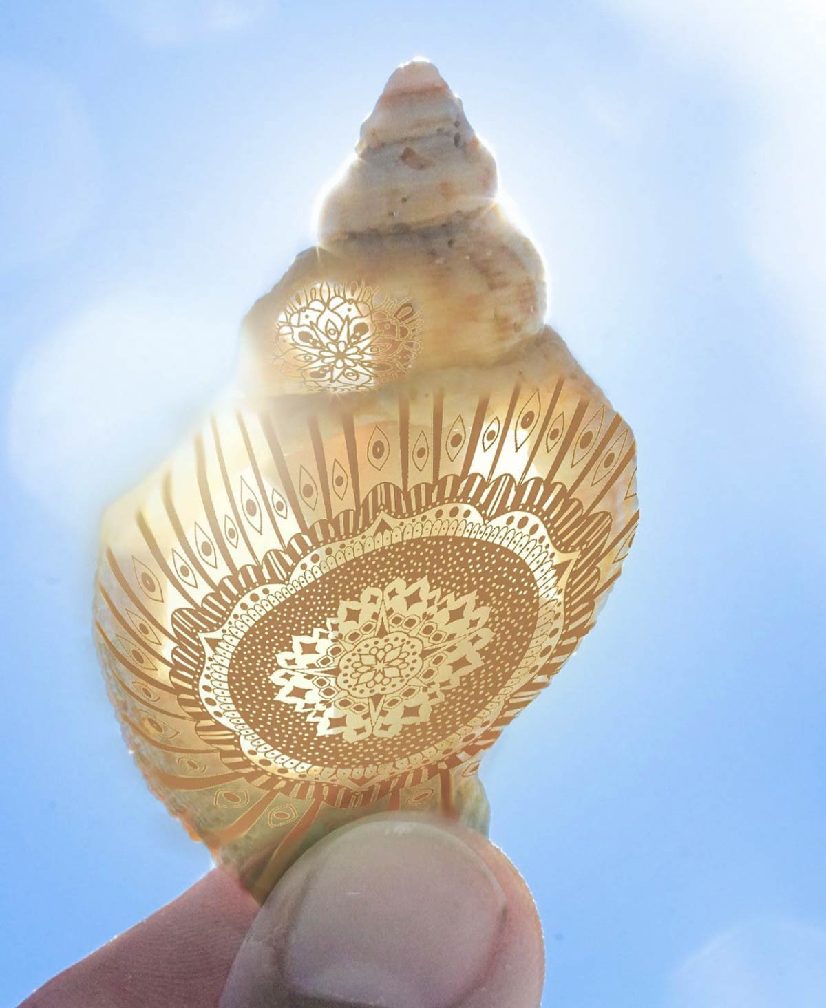 impressive shell with pattern