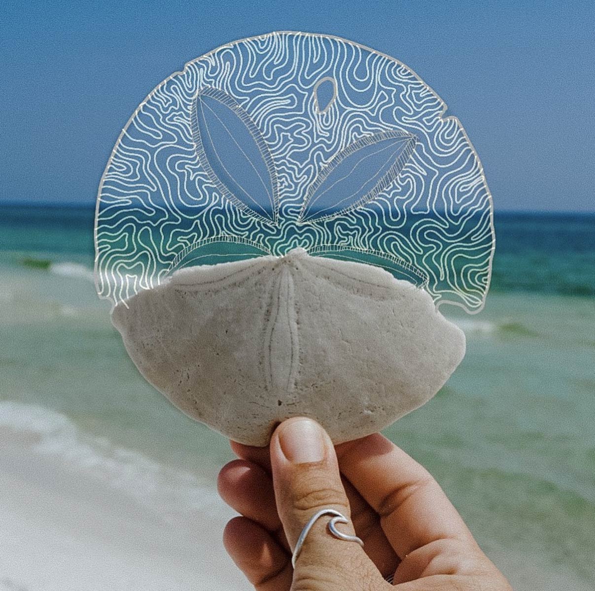 sand dollar with fancy pattern