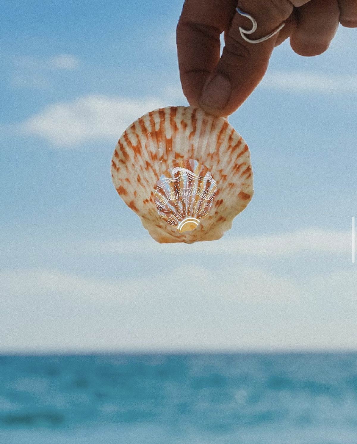 seashell with design